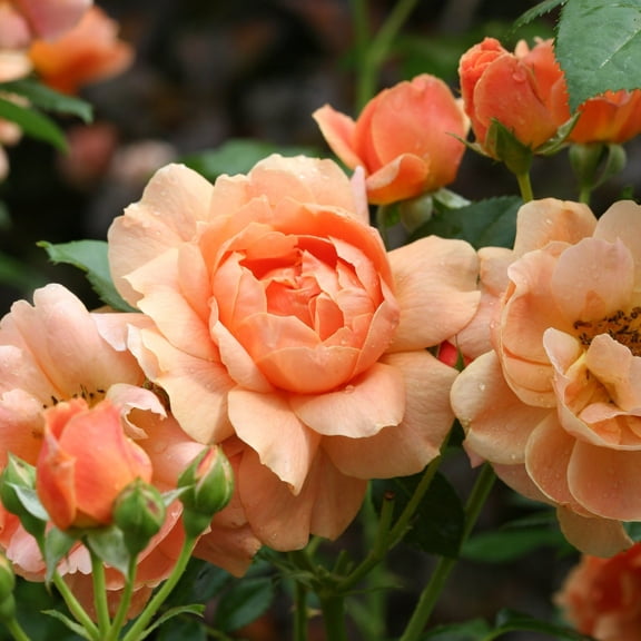 Proven Winners ColorChoice 5" Orange At Last Rose Live Plant in 4.5" Pot (4 Count)