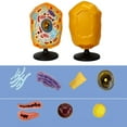 thumbnail image 6 of YongCo Anatomical Animal Cell Model With Removable Parts Classroom Demonstration Tool Biology Teaching Aid For Science Labs, 6 of 8