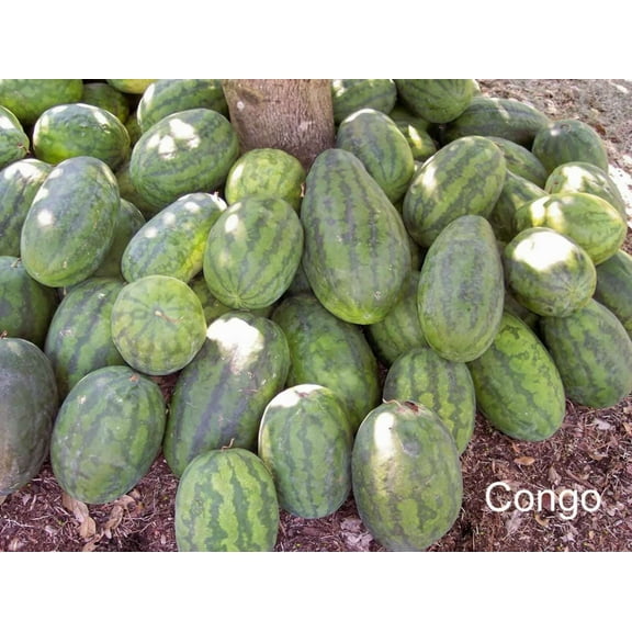 50 *Seeds CONGO WATERMELON Red Citrullus Lanatus 40 lbs AAS Winner Fruit Melon Seeds