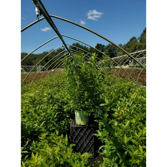 Magical® Moonlight Buttonbush