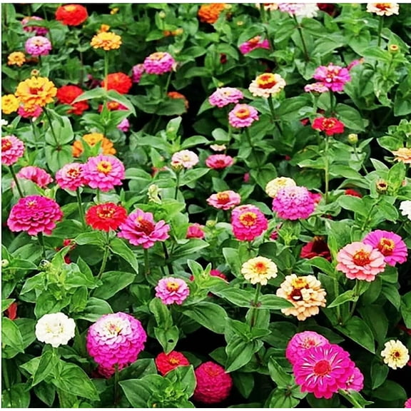 Cut & Come Again Zinnia Seeds 100 Seeds