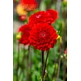 thumbnail image 1 of Dahlia décoratif à capuchon rouge, 1 of 1