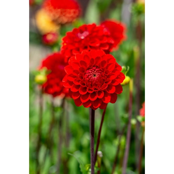 Dahlia décoratif à capuchon rouge Dahlia décoratif à capuchon rouge 2 Bulbes