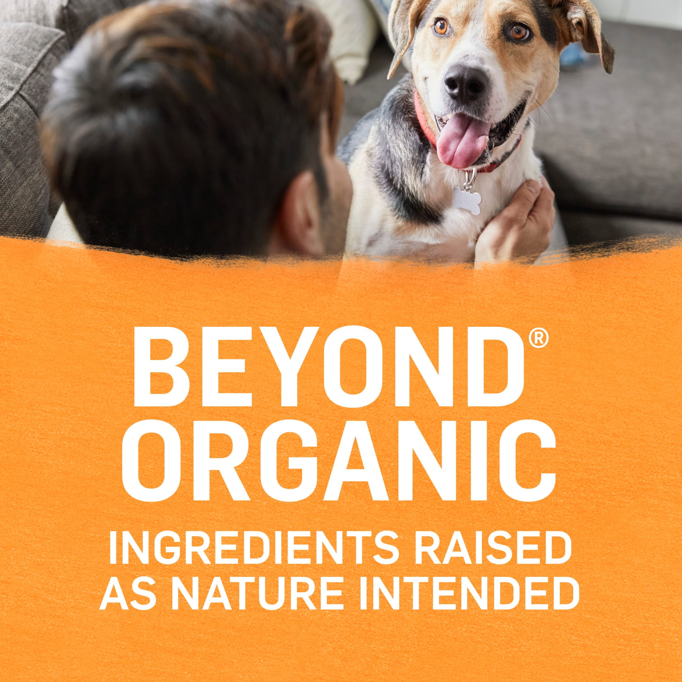 Purina Beyond Organic Wet Dog Food Ground Entree in Broth, Chicken & Carrots, 13 oz Can