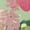 Hummingbird Chrysanthemum, variant on Chririnla Christmas Tennis Golf Dress with Shorts for Women Ice Cream Print Y2K Workout Outfit Sets with Pockets Sleeveless Athletic Sports Gym Exercise Dresses