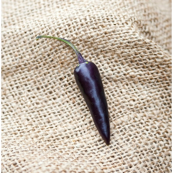 Premium Heirloom Cayenne Purple Pepper Seeds Packet