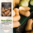 thumbnail image 2 of 3 Packs Butternut Winter Squash - Non-GMO Heirloom Seeds - Full Sun Annual Vegetable, 2 of 6