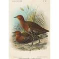 thumbnail image 2 of John Gerrard Keulemans 18x24 Black Ornate Framed Double Matted Museum Art Print Titled: Birds of Philippines, 2 of 5