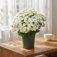 thumbnail image 4 of Crisantemos Artificiales 21 Cabezas Ramos de Flores Falsas 10 Piezas para Decoración de Interiores y Exteriores Arreglos para Escenas de Jardín Conmemorativo, 4 of 7