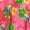 PINK, TROPICAL PARROT, variant on HAPPY BAY Men's Pareo Regular Holiday Sarong Long Beach Wrap One Size Pink, Tropical Parrot Summer Vacation Aloha