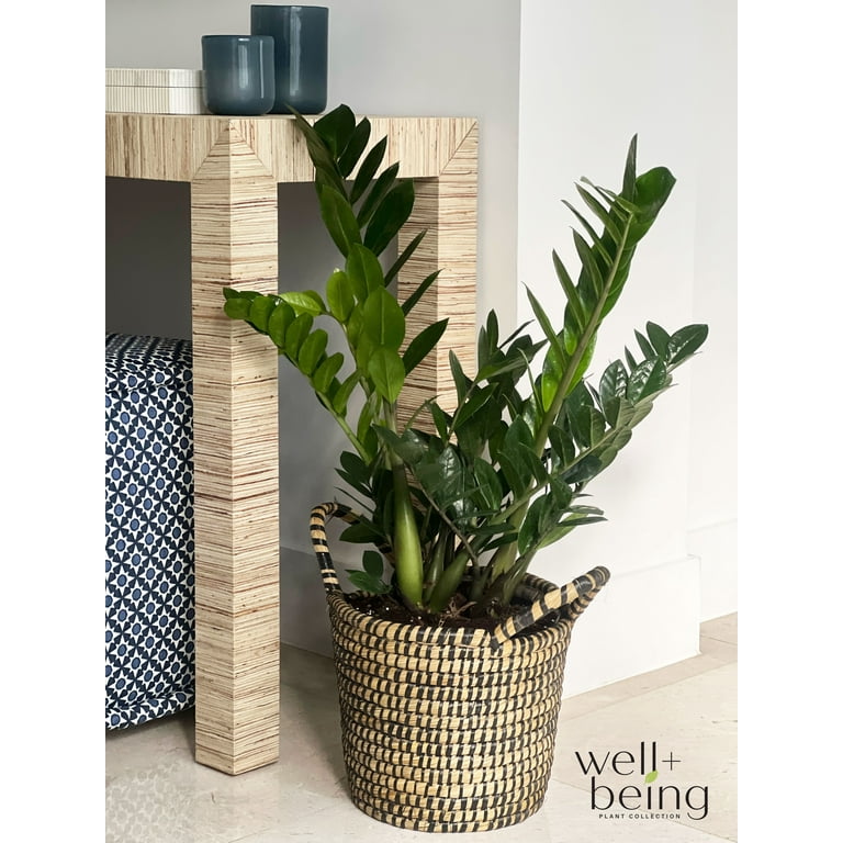 Nature's Way Farms ZZ Plant, Indoor/Outdoor 25-30 in. Tall Nature's Way Farms ZZ Plant, Indoor/Outdoor 25-30 in. Tall