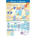 thumbnail image 1 of Póster NewPath Learning Mitosis y Meiosis Laminado 58x89 cm, 1 of 4