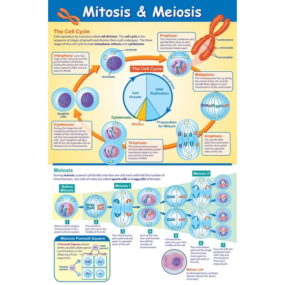 Póster NewPath Learning Mitosis y Meiosis Laminado 58x89 cm