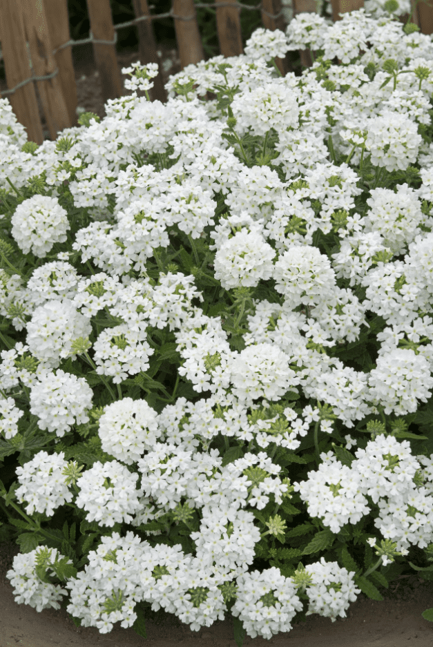 White Verbena Live Plant, Perennial Flowering Plant 4-7 Inch Tall, Trailing White Blooms for Garden, Zones 7–11