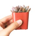 thumbnail image 4 of Graptosedum California Sunset Purple Succulent (4"+ Plastic Pot) - Tiny, Lovely, Easy to Care Succulent for Beginner - Live Succulent for Home Office, 4 of 7