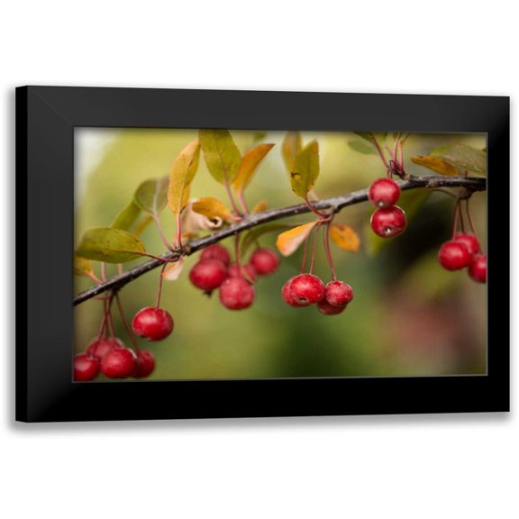 Berzel, Erin 14x11 Black Modern Framed Museum Art Print Titled - Red Berries II