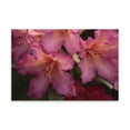 thumbnail image 2 of Gango Home Decor Exotic Rhodies I by Rita Crane (Printed on Paper); One 36x24in Fine Art Paper Giclee Print, 2 of 4