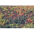 thumbnail image 2 of Delisle, Gilles 32x23 White Modern Wood Framed Museum Art Print Titled - Canada, Mount Tremblant NP Forest in fall, 2 of 4