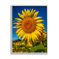Stupell Industries Summery Sunflower Plant Blooming Summertime Clear Sky Photograph Gray Framed Art Print Wall Art, Design by Steve Smith