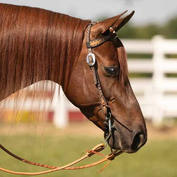Schneiders Black Edged Ribbon Tooled One Ear Headstall | Size Full Horse