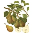 thumbnail image 2 of Vision Studio 20x24 White Modern Wood Framed Museum Art Print Titled - Pear Varieties III, 2 of 4