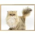 thumbnail image 2 of Golden Chinchilla Persian Female Cat, 6 Years, Animals Framed Art Print Wall Art by Mark Taylor Sold by ArtCom, 2 of 5