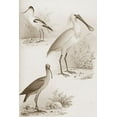 thumbnail image 2 of Unknown 23x32 Gold Ornate Wood Framed with Double Matting Museum Art Print Titled - Sepia Water Birds II, 2 of 4