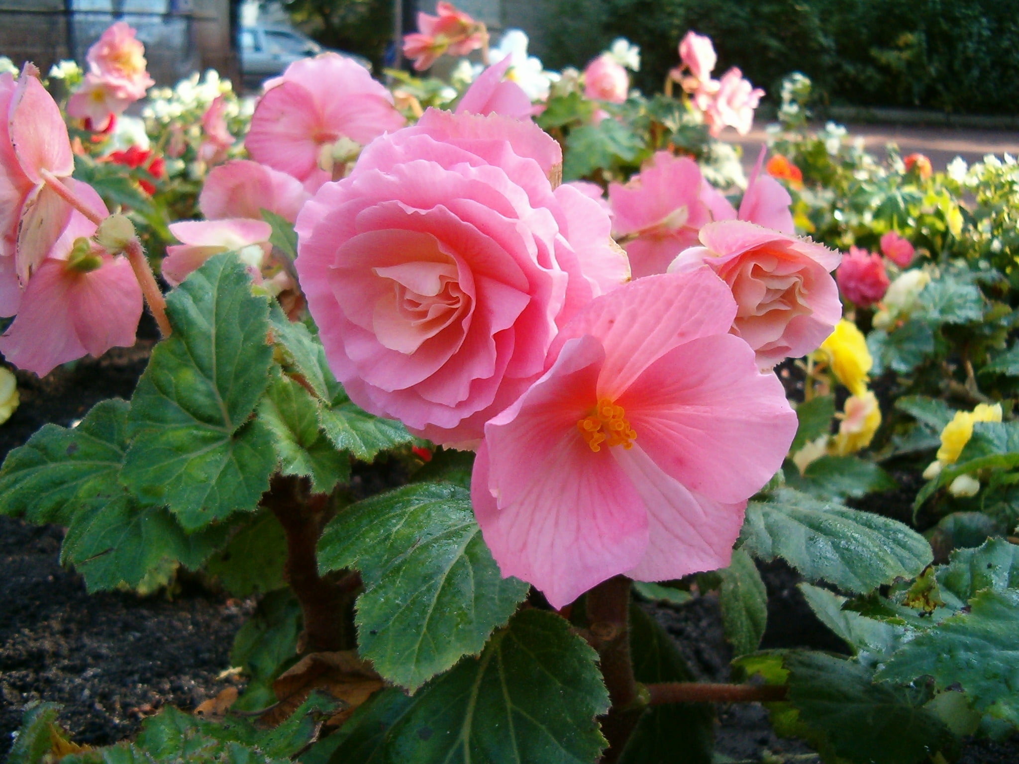 Begonia Potted Walmart Com Walmart Com