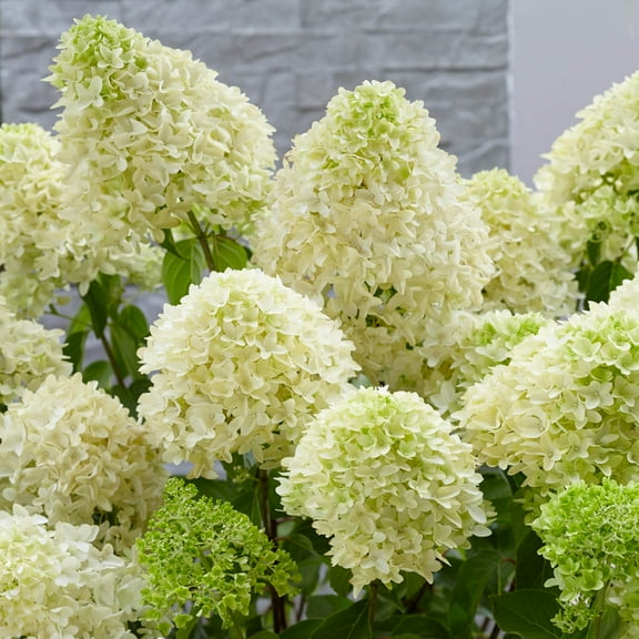 Direct Gardening Skyfall Hydrangea Dormant Bare Root White Flowering Starter Shrub