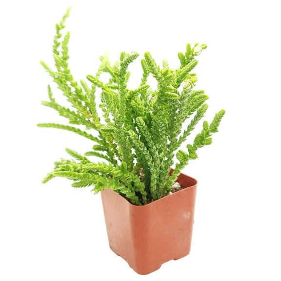 Crassula Watch Chain (2"  Plastic Pot) - Tiny, Lovely, Easy to Care Succulents - Live Healthy Succulents - Best Indoor Plant