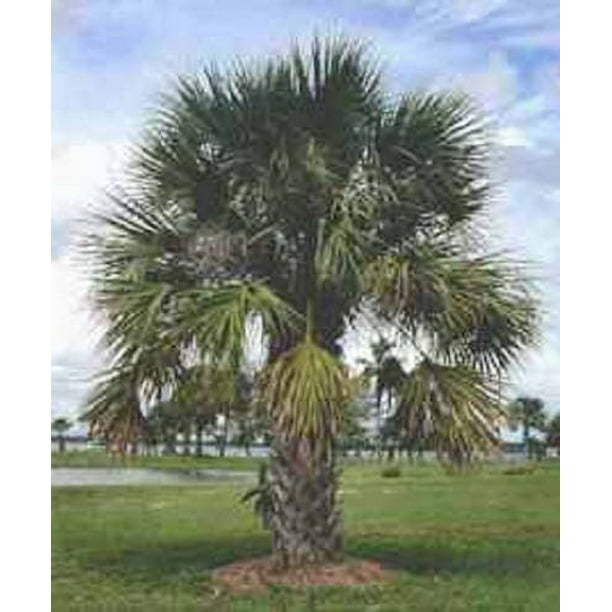 10 Hardy SABAL PALM TREE Cabbage Palmetto Flower Seeds