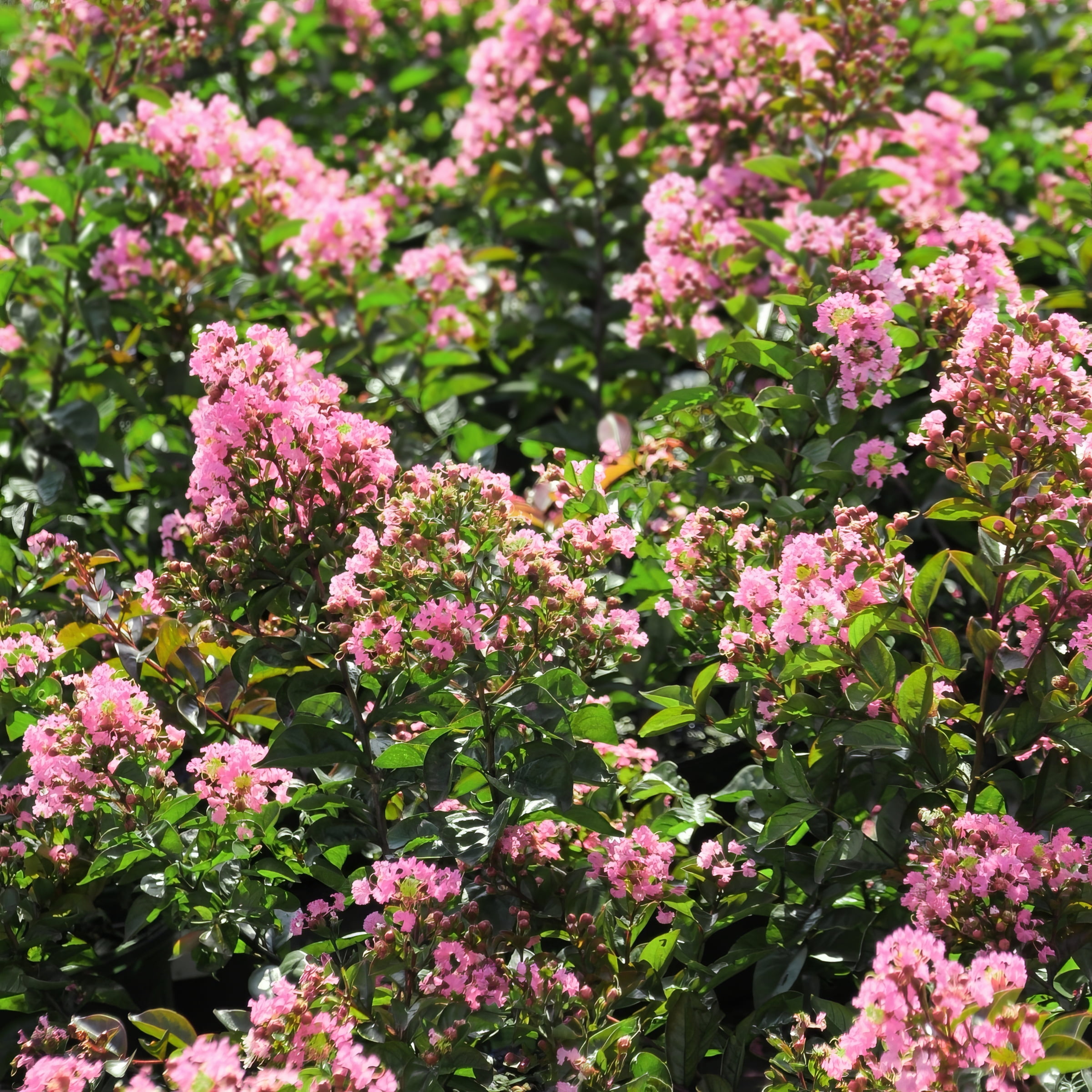 3 gal. Live Shrub Crape Myrtle Bellini Guava Condition with Full Sunlight