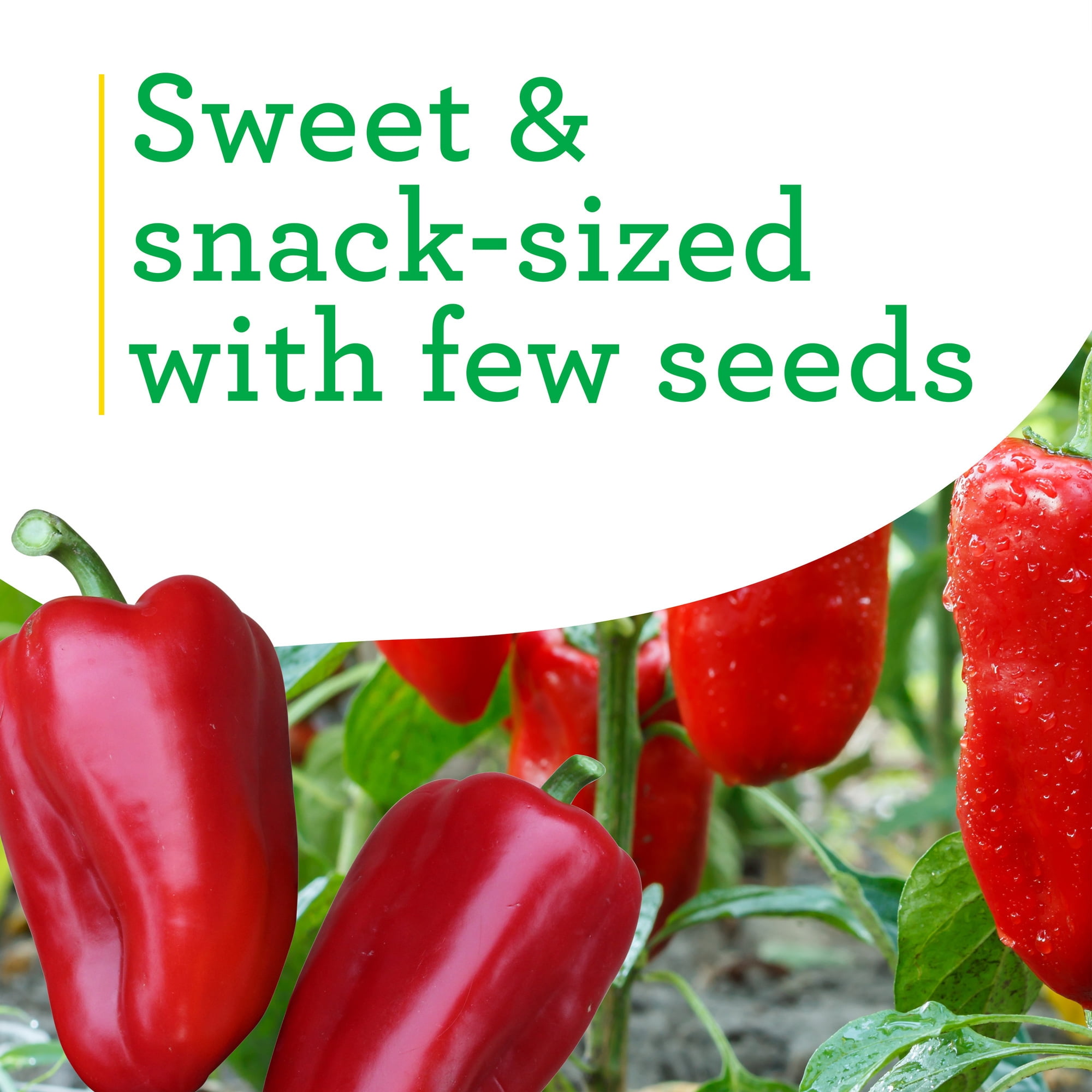 Bonnie Plants Snacking Red Pepper 19.3 oz. 2-Pack