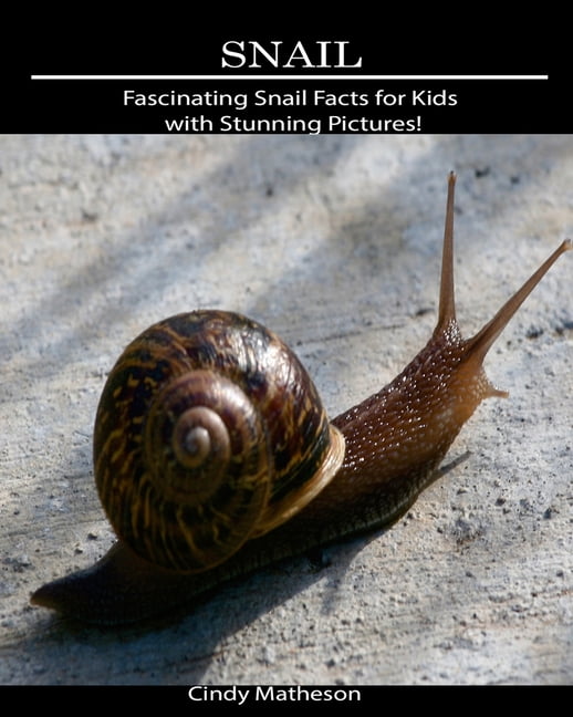 Snail Fascinating Snail Facts for Kids with Stunning Pictures