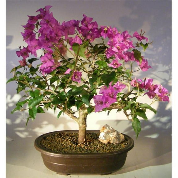 Bonsai Boy b1139 Pixie Flowering Bougainvillea Bonsai Tree, Pink