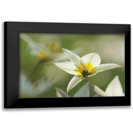 Robertson, Leda 14x11 Black Modern Framed Museum Art Print Titled - Dreaming Turkinstan Tulips