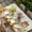 Beige, variant on Groundhog Day Table Cloths for 4 Foot Rectangle Tables, Sunflower Spring Floral Botanical Rustic Patio Waterproof Elastic Fitted Tablecloths, Washable Rectangular Table Cover for Camping