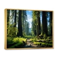 thumbnail image 2 of Designart "Redwood Giants Forest Tree II" Tree Redwood Floater Framed Canvas Art Print, 2 of 7