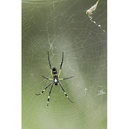 Orb Weaver Spider Kruger National Park South Africa Print Wall