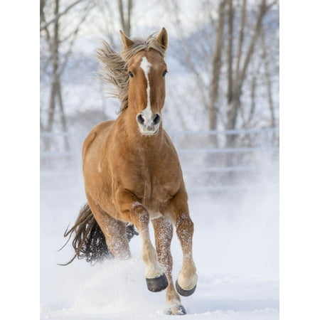 Chestnut Mustang Running In Snow, At Ranch, Shell, Wyoming, USA. February Print Wall Art By Carol (Best Way To Shell Chestnuts)