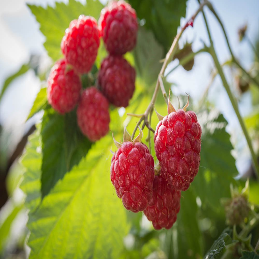 Heritage Raspbery 5 Red Raspberry Plant Everbearing Organic Grown