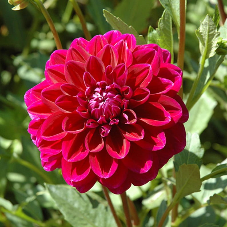 40 Seeds Nites Dahlia Mix - Pollinator Friendly, Heirloom, Flower Seeds for Gardens