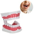 thumbnail image 4 of Modelo de dientes ANGGREK para Enseñanza Dental Estándar, 4 of 8