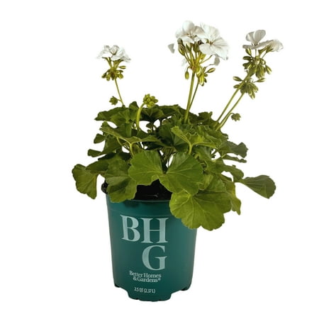 Better Homes & Gardens 2QT White Geranium Live Plant Grower Pot Sun
