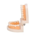 thumbnail image 3 of Modelo de dientes, modelo de dientes de enseñanza dental, modelo de dientes de estudio dental, modelo de dientes de demostración, apariencia llamativa, 3 of 12