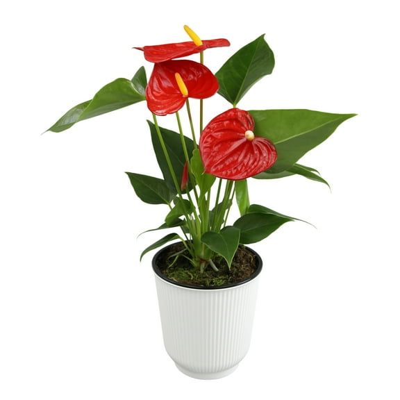 16in. Tall Red Anthurium in 4.25in Decor Pot; Indirect Light, Easy Care; Element by Altman Plants