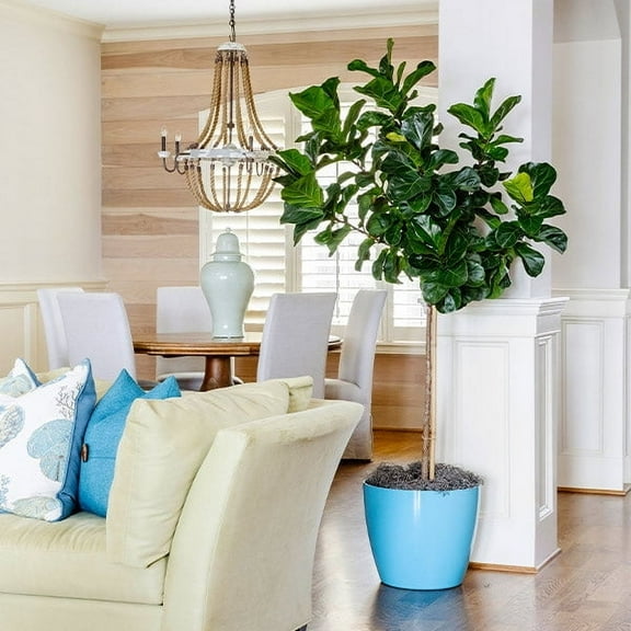 Brighter Blooms - Bambino Fiddle Leaf Fig, 2-3 ft. - No Shipping To AK, AZ, HI, OR