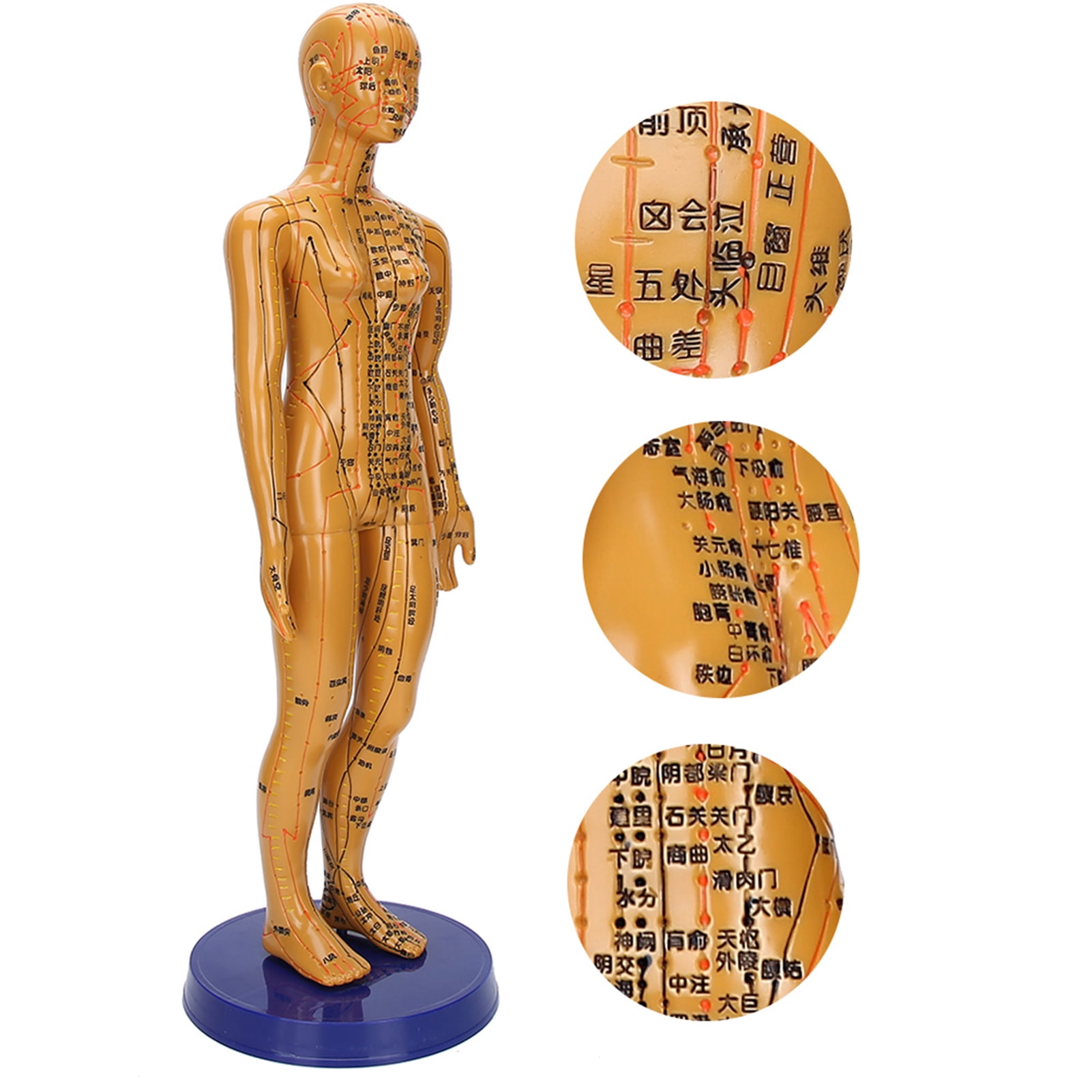 Useful Body Acupuncture Model, Human Body Acupuncture Model, For