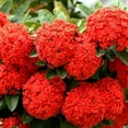 thumbnail image 2 of Red Hydrangea Live Shrubs, Hardy Flowering Shrub, Vibrant Red Blooms, 2 of 6
