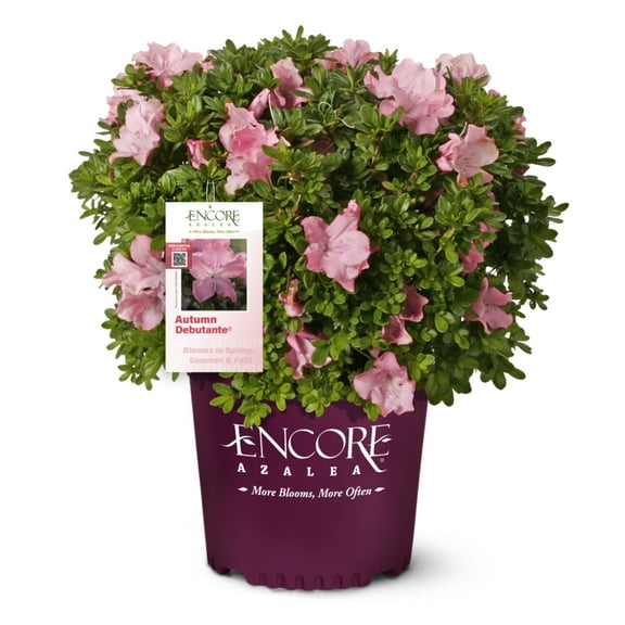 Azalea Autumn Debutante - 3 gal, Life Mid-Sized Evergreen Shrub, Part Sun, Outdoor, Encore